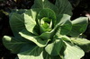 Cabbage 004-100x66